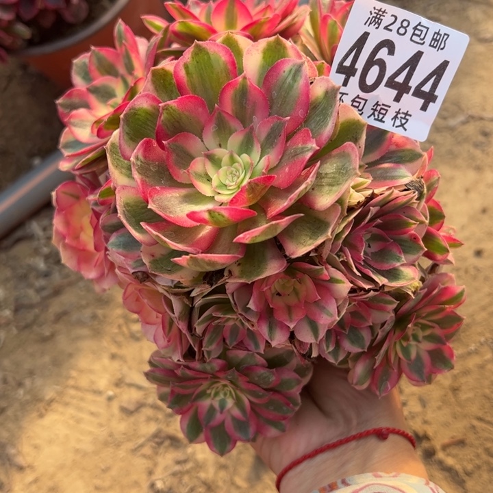 倾城多肉植物法师4644