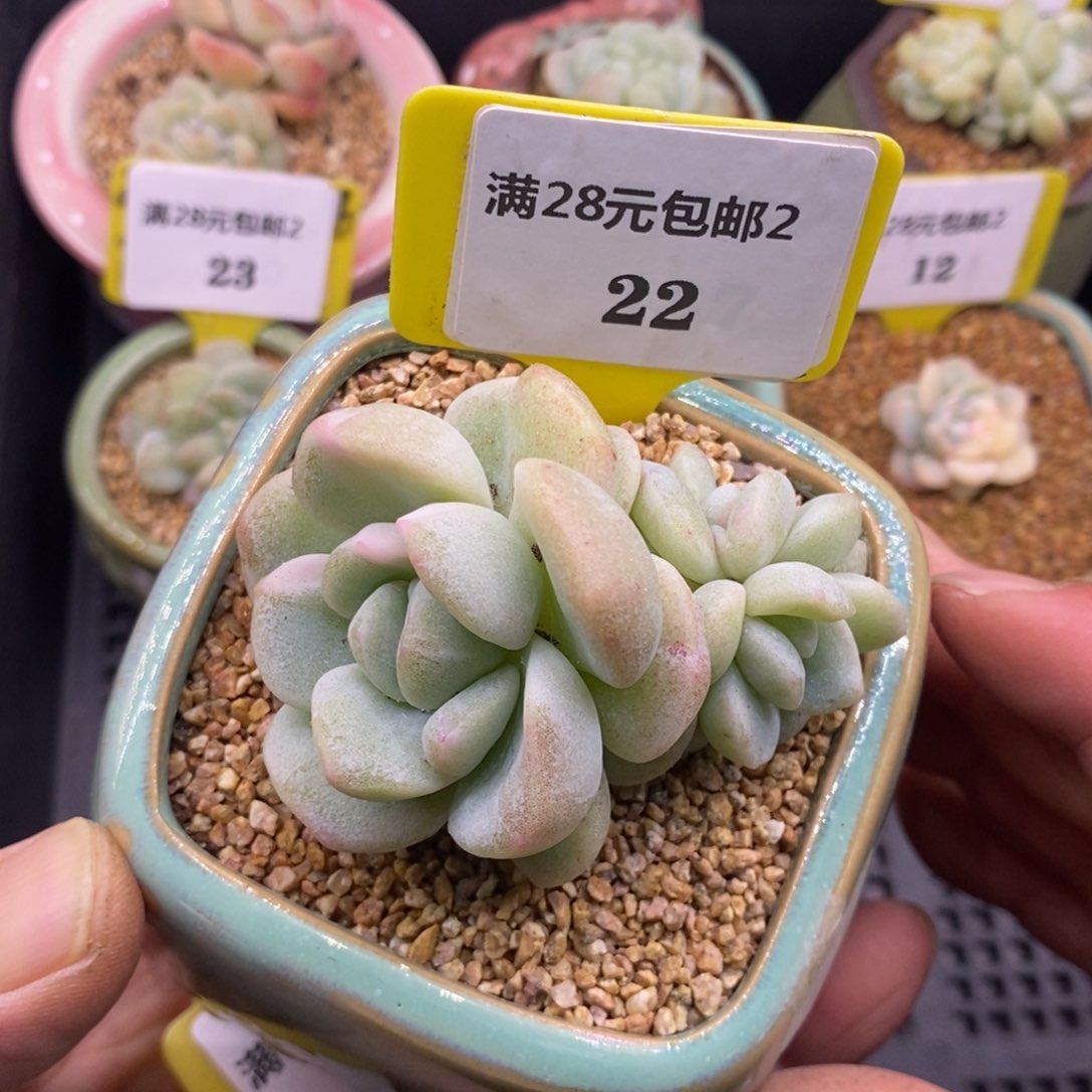 222冰玉石化拉丝白锦多肉植物