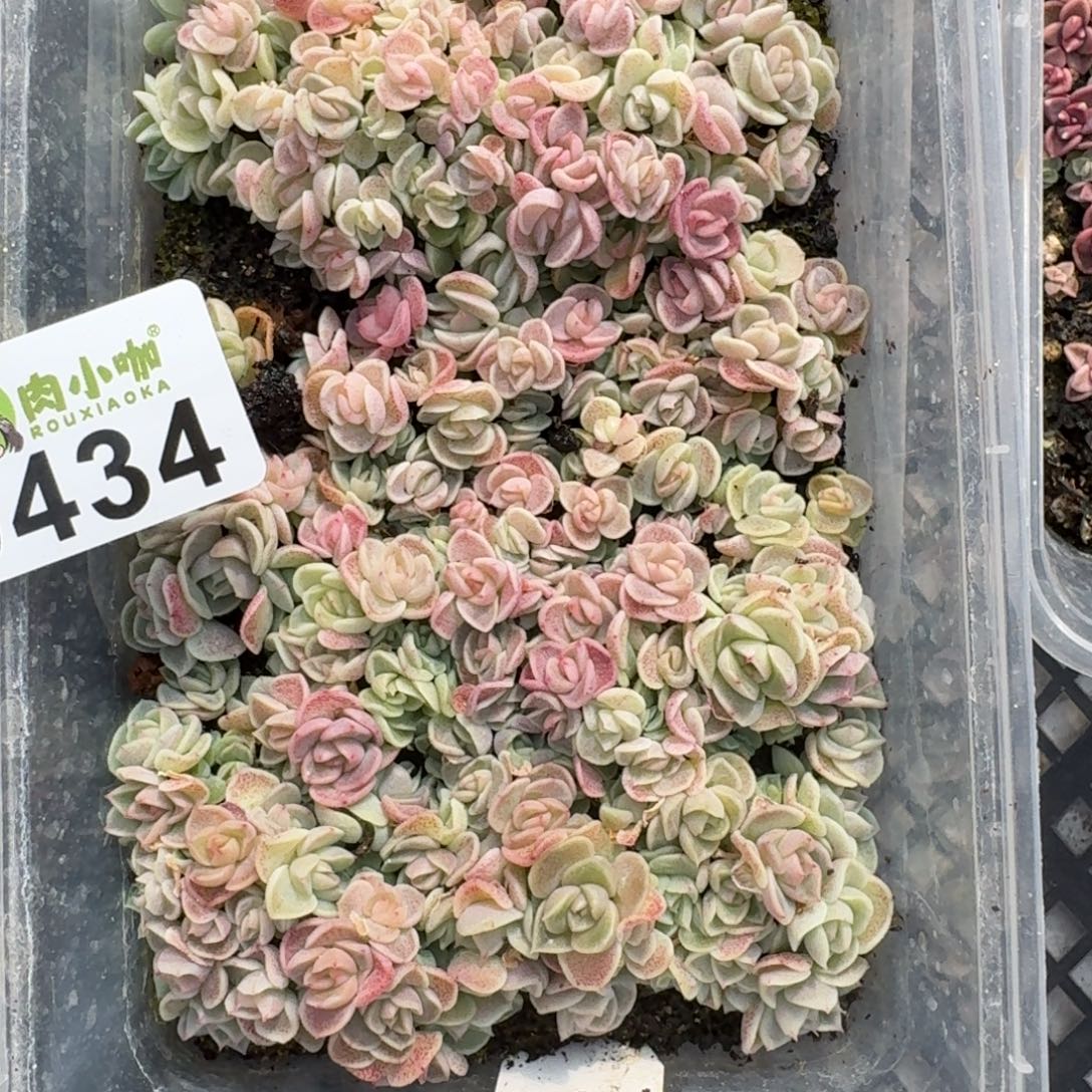 彩****多肉植物多肉植物