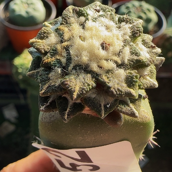 黑牡丹652仙人球开花