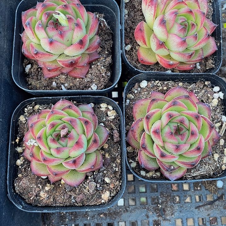 红太狼2.8带盆土