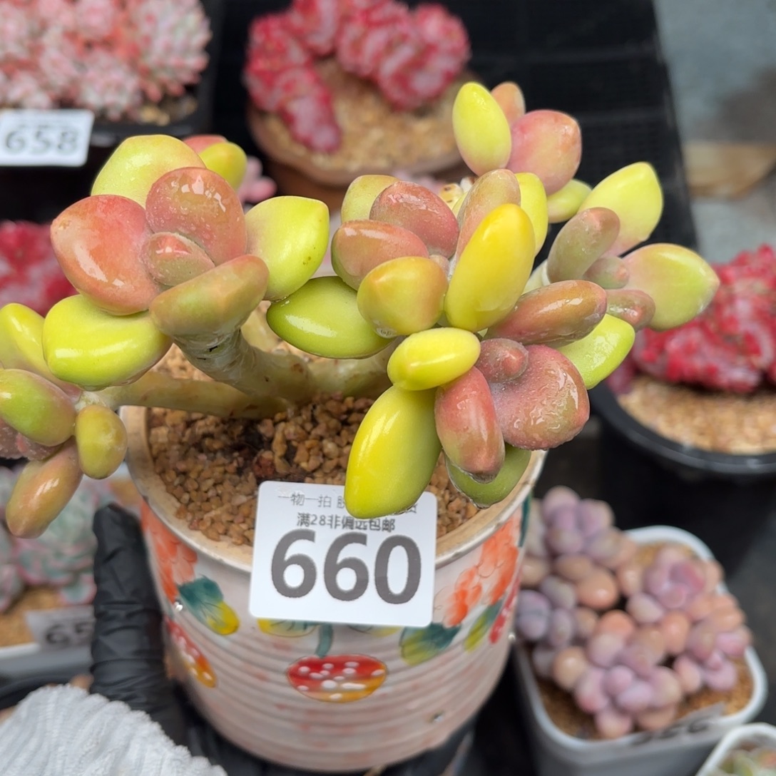 芒果KK奶无盆土发货