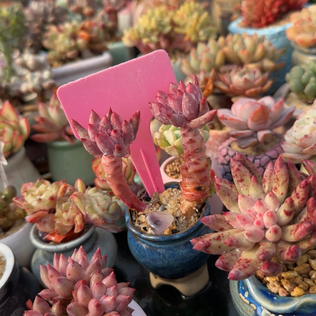 用***1多肉植物，虞美人双头