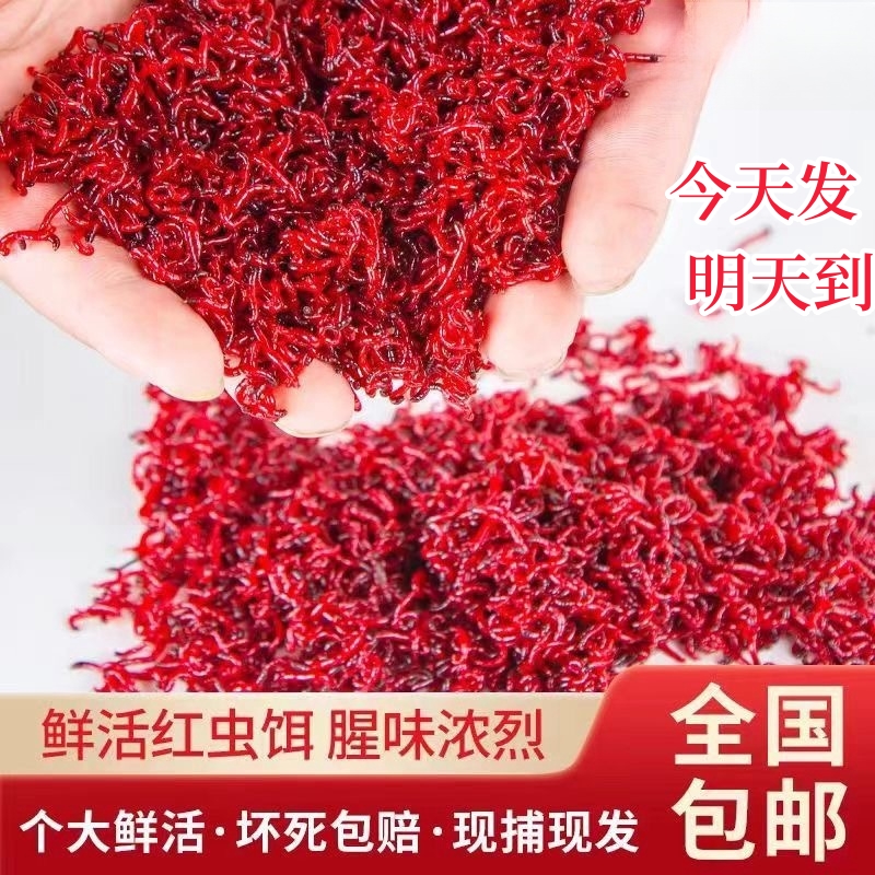 半斤一斤【地板价】纯虫发货现货速发活体鱼饵鲫鱼食野钓饵料钓鱼