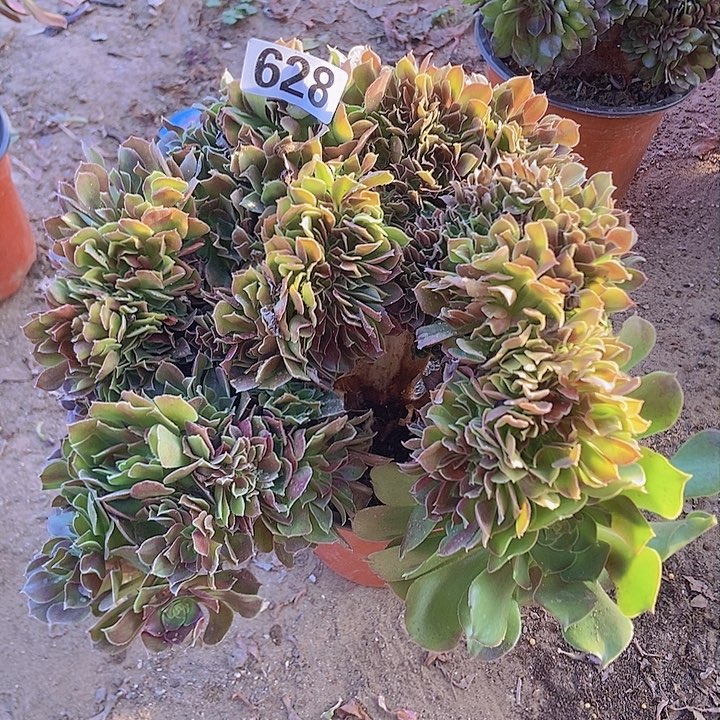 628玫瑰法师缀老板子有断指