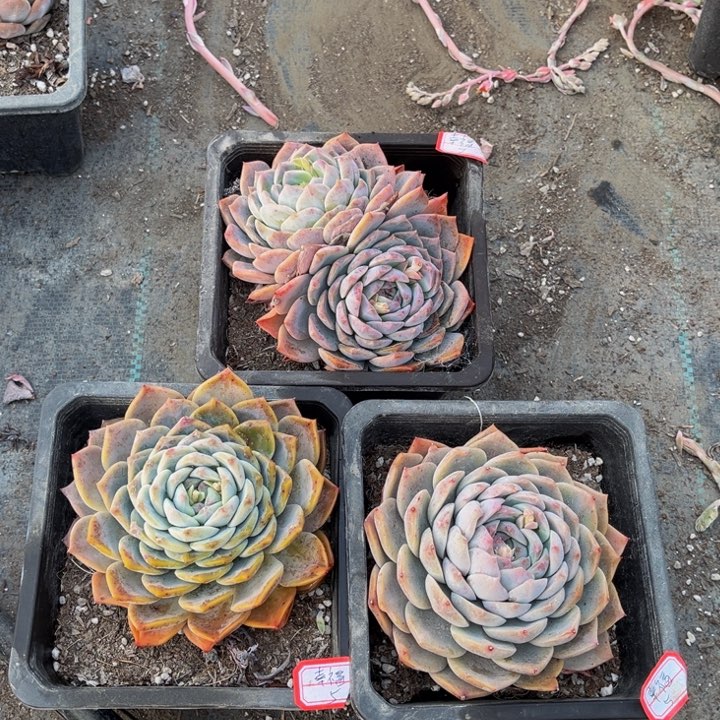 幸*冰糖单头两颗双头一颗