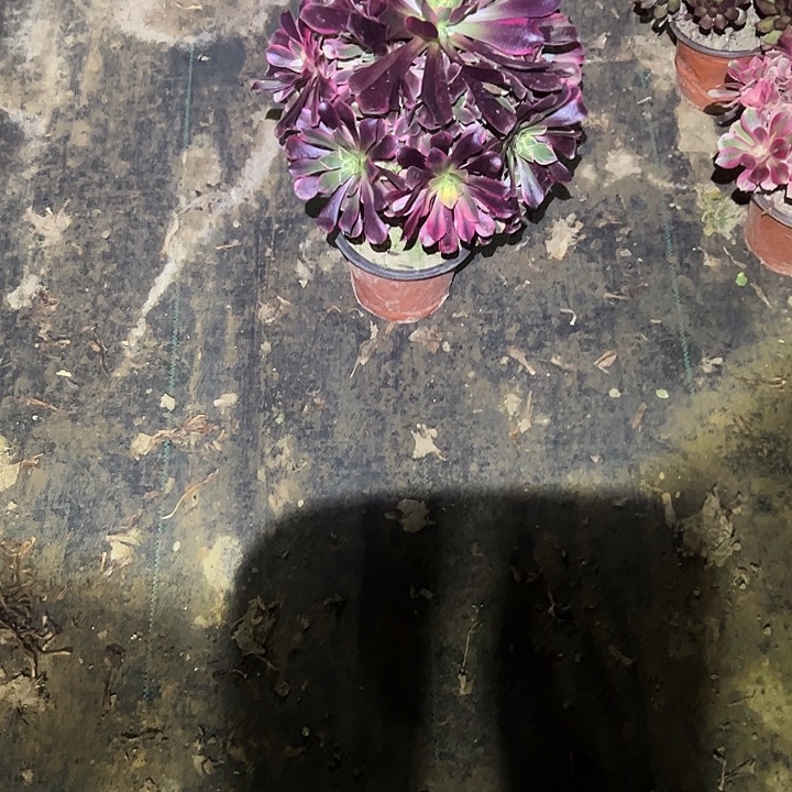 ****草不包侧枝一物一拍90