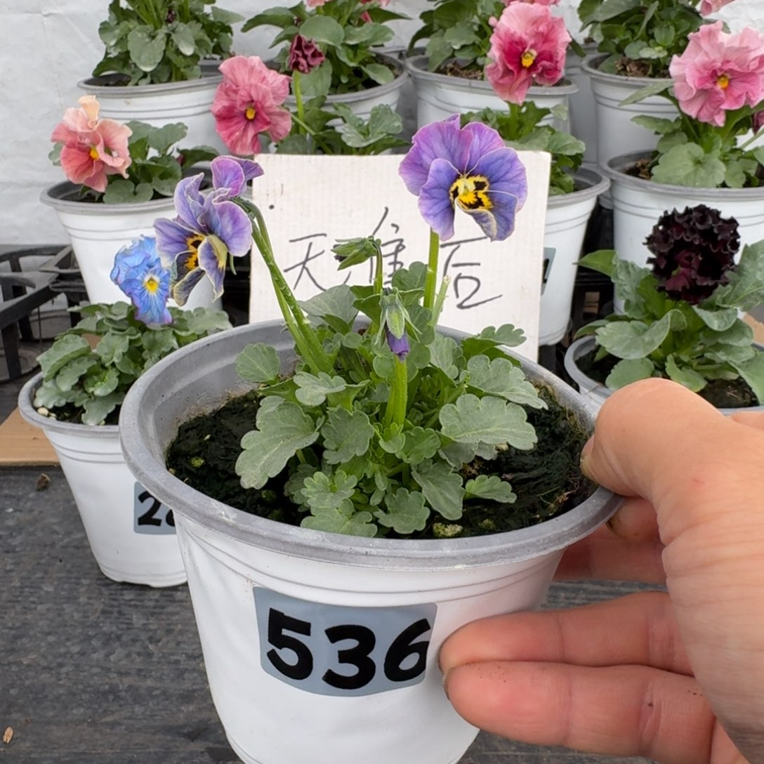 全部花朵536号青金石