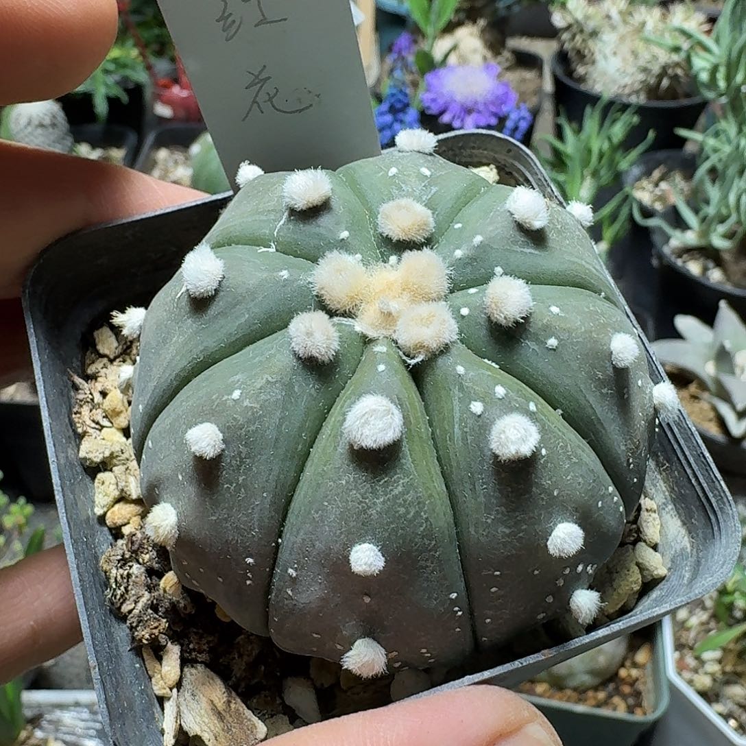 562红花兜带盆发货