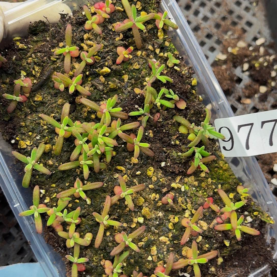 多肉植物多肉植物977