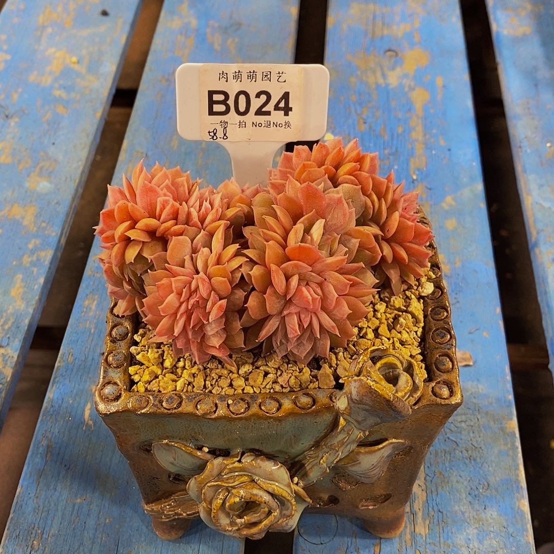 毛***妮B024昂斯诺缀化多肉带盆发货