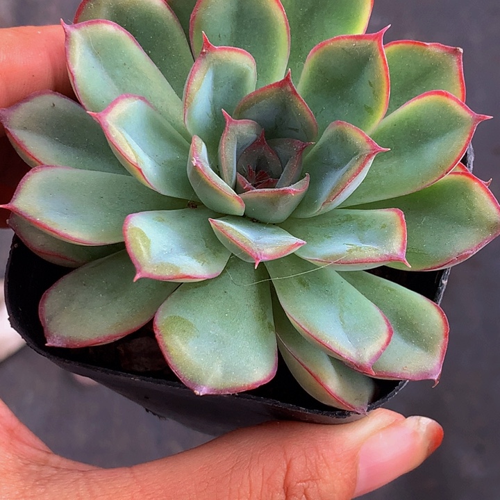 猎户座（满9.99包邮不满9.99发叶子）