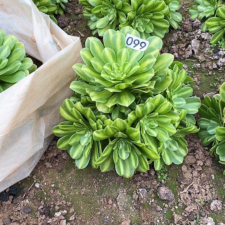 多肉植物法师99翡翠琉璃