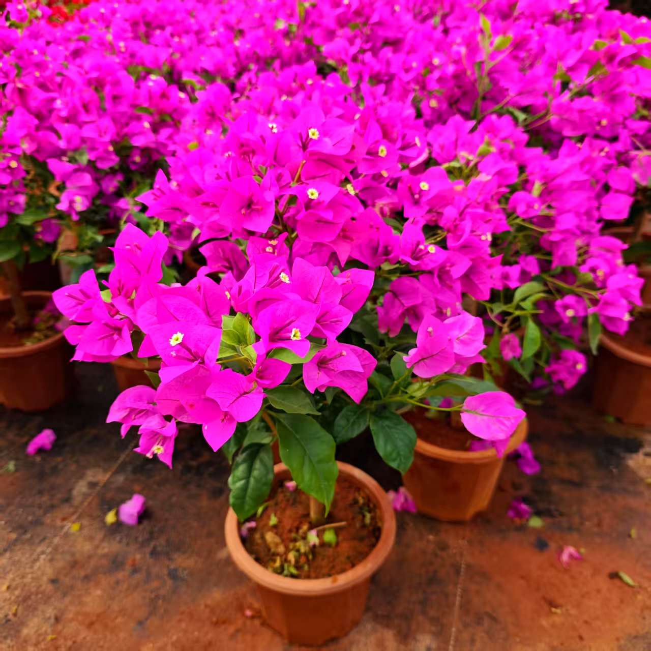 【基地直发】安格斯云南紫三角梅介意落花落叶慎拍四季开花好养易活