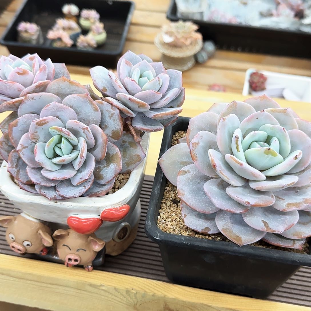 维**多肉植物奶茶两颗已上桌
