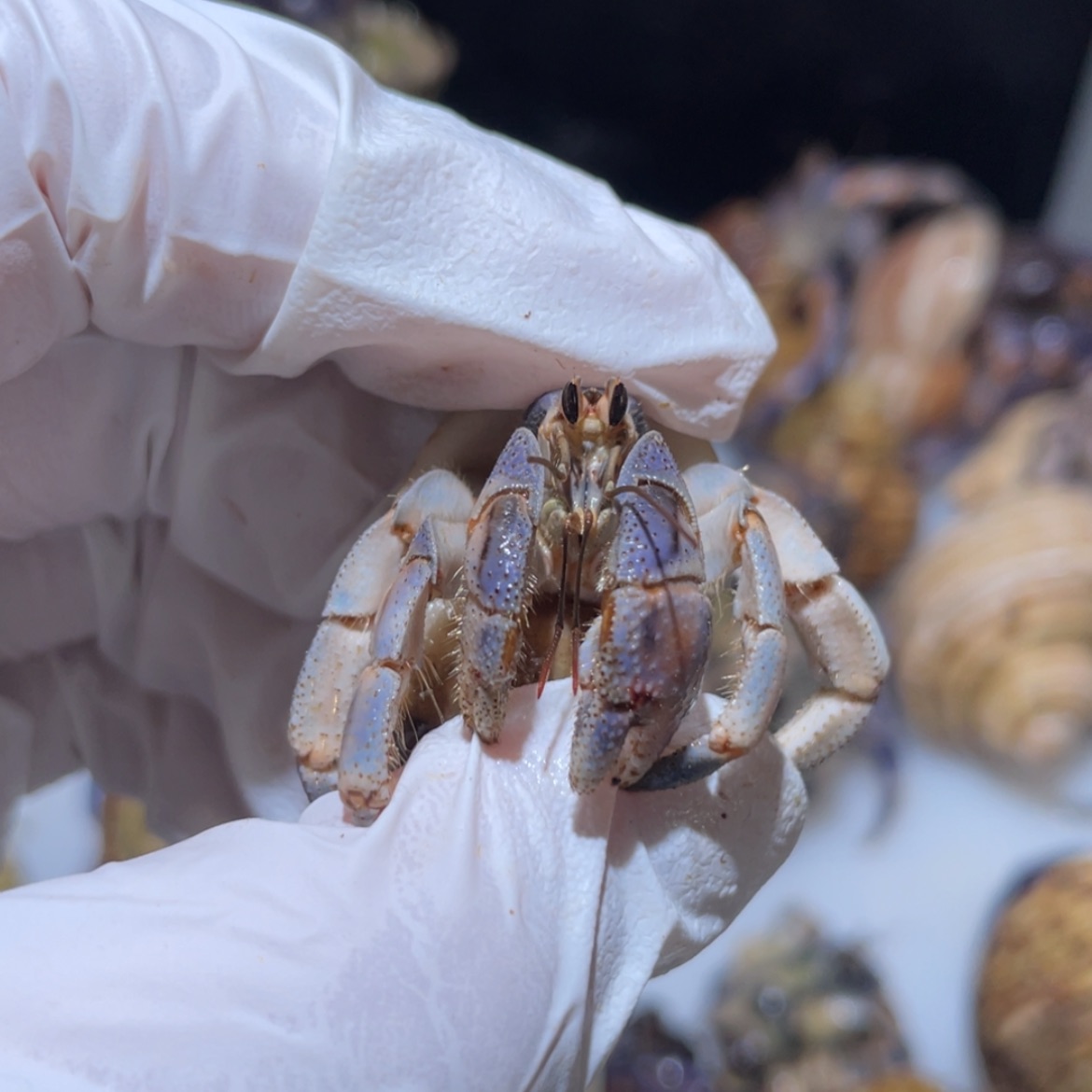 【闪购商品】H7-1.8小胖蓝断尖