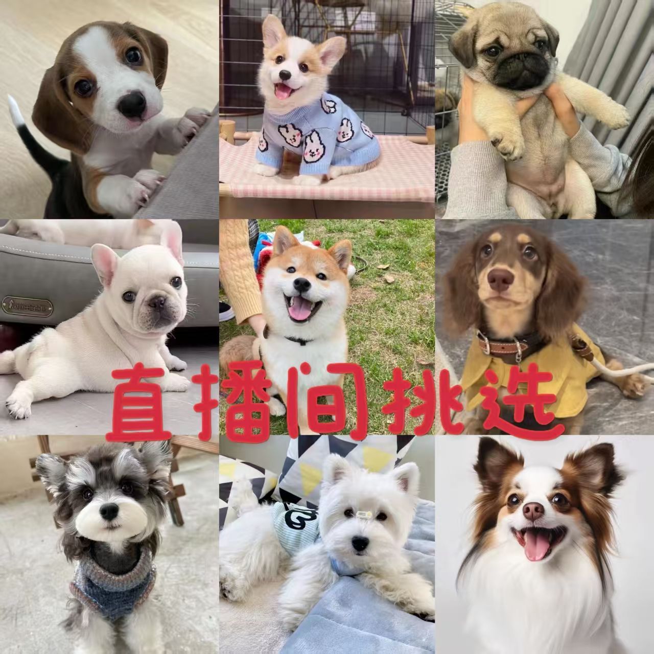 直播间挑选博美比熊泰迪金毛拉布拉多柯基边牧柴犬萨摩耶活体幼犬
