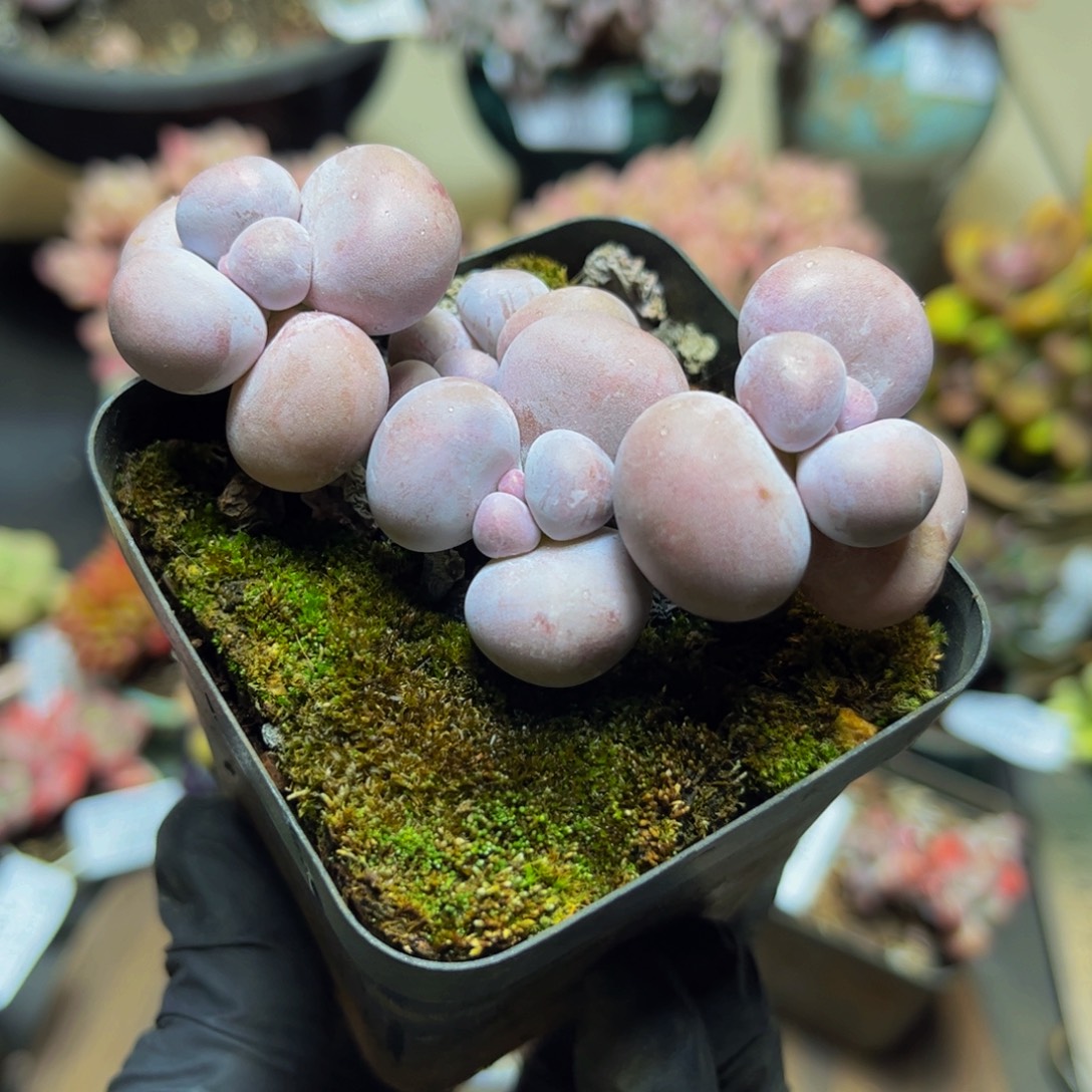 386芭比奶酪8厘米多肉