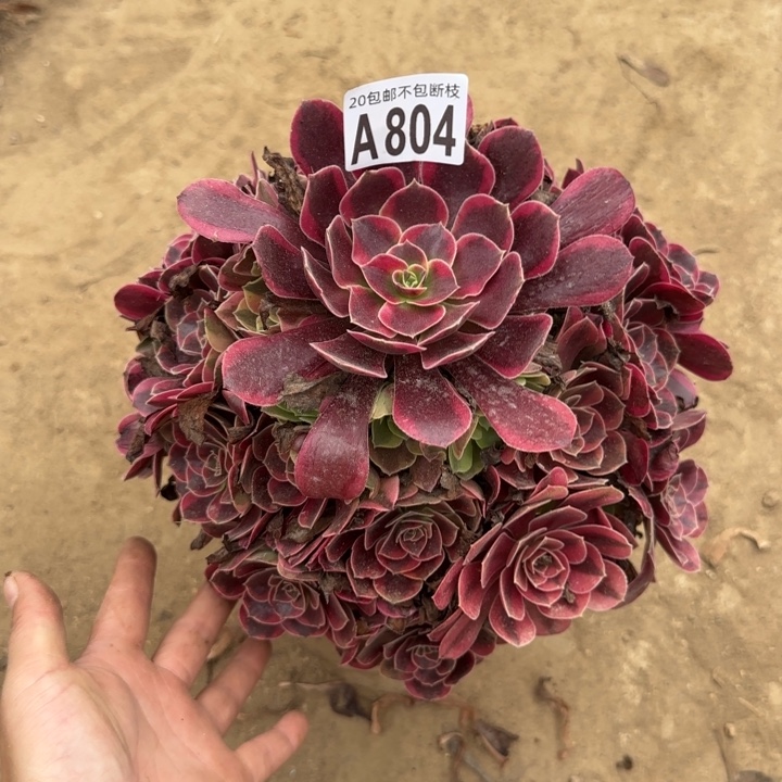 美杜莎……多肉植物！