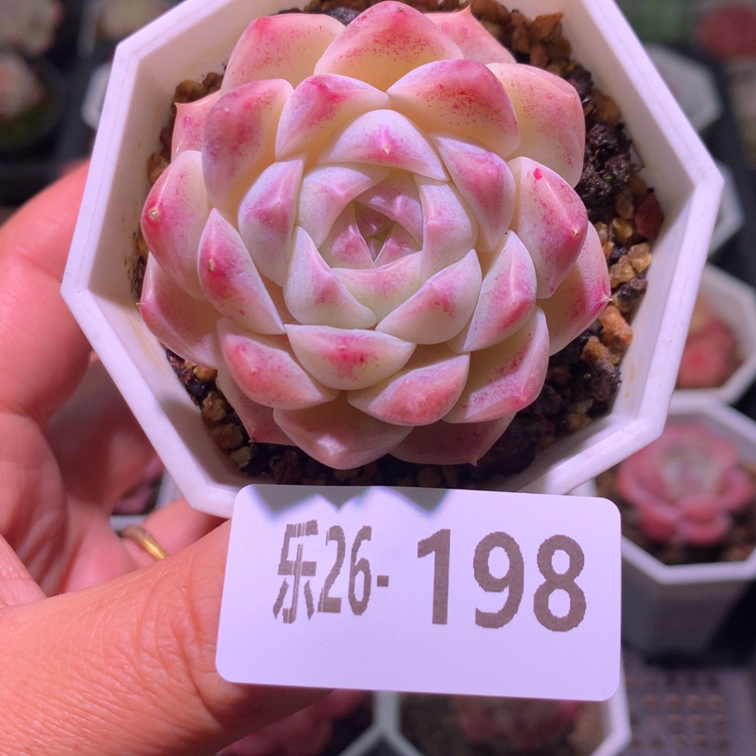 乐然26-198 明月心 