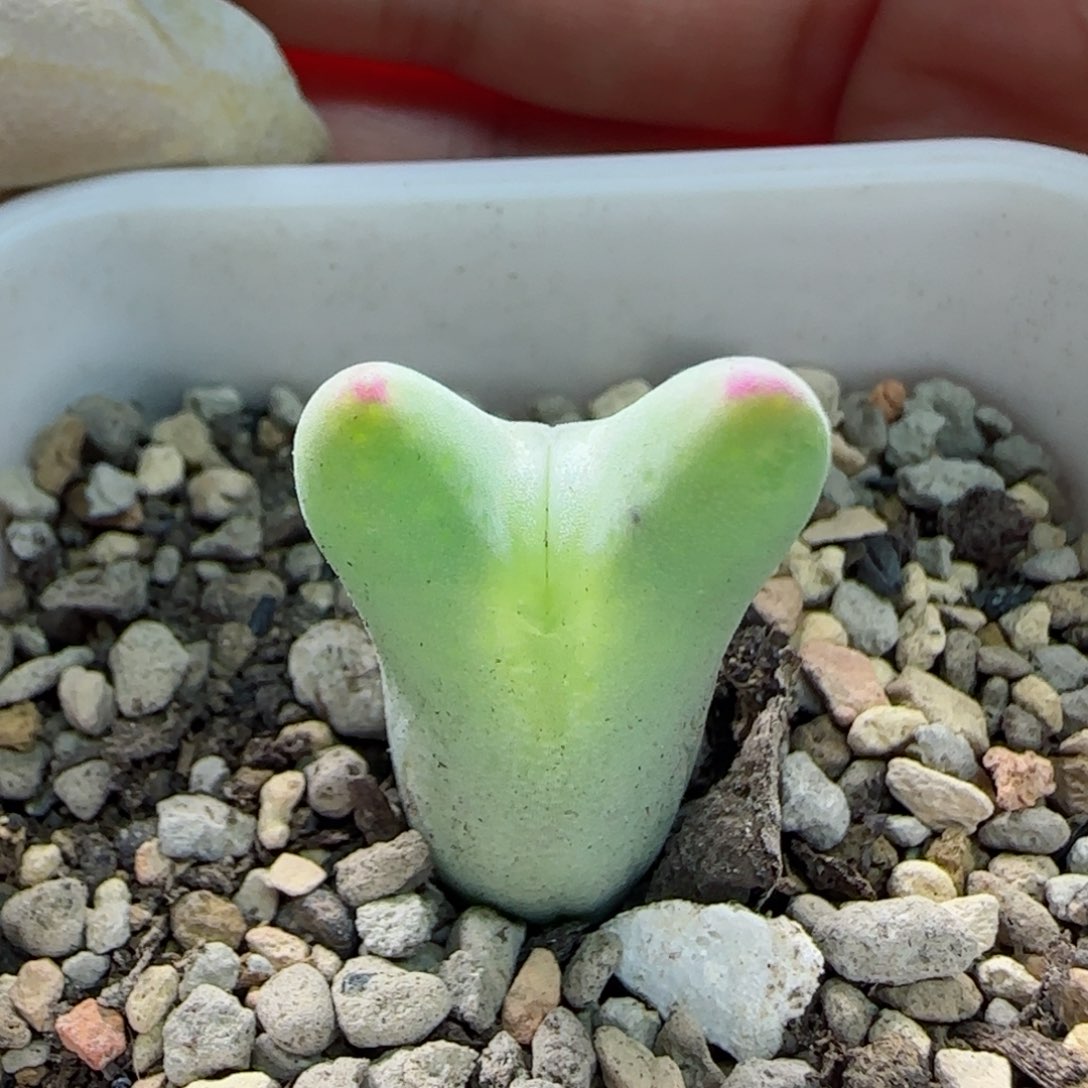 2-22-3-5当天满58包邮短耳毛皮卡丘多肉脱土