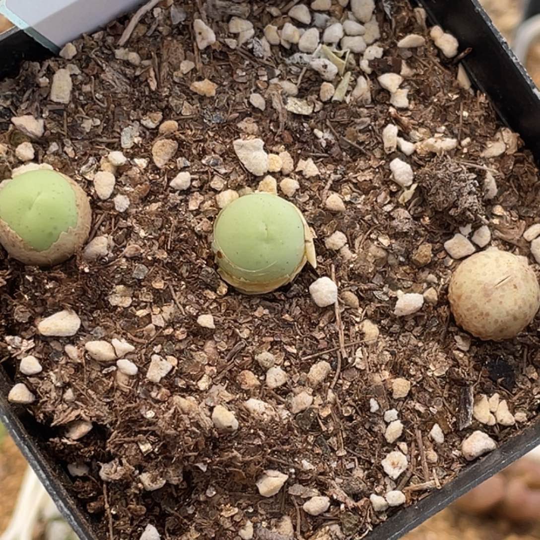 12-37小鸽子蛋多肉植物