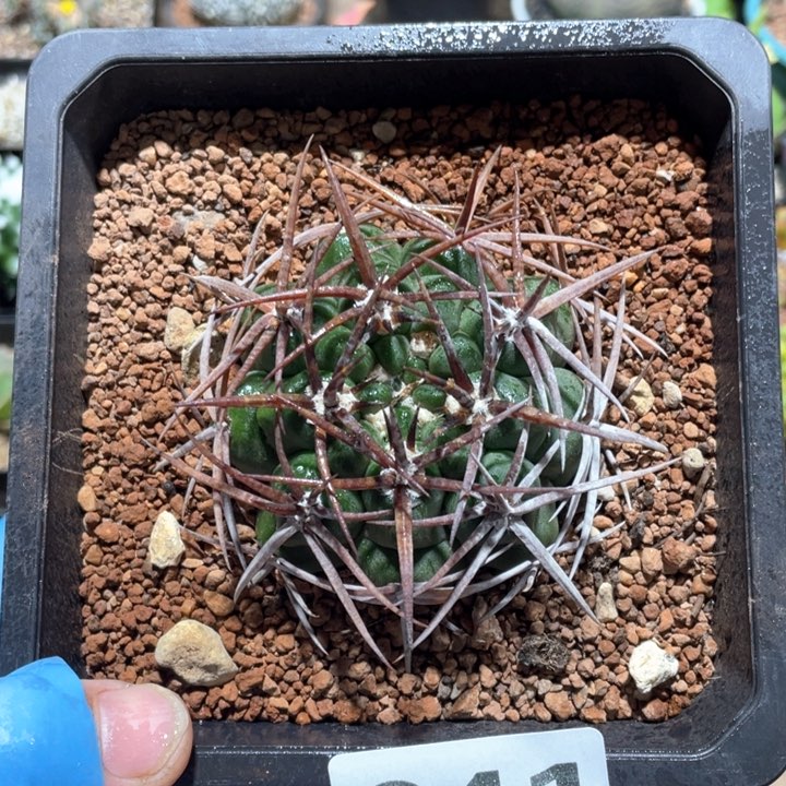 041实生狂刺碧岩玉