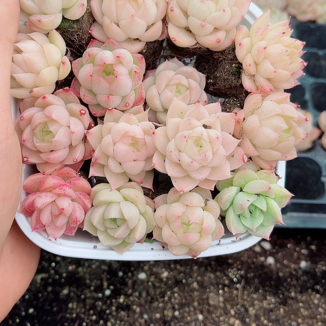 1-254 新疆西藏内蒙不发12.8包邮2-3公分多肉