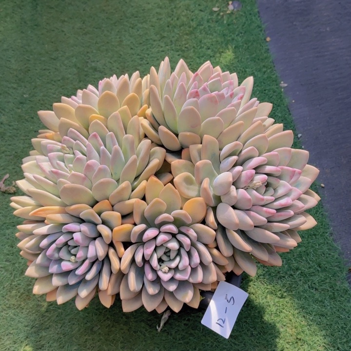 1205奥普多肉植物