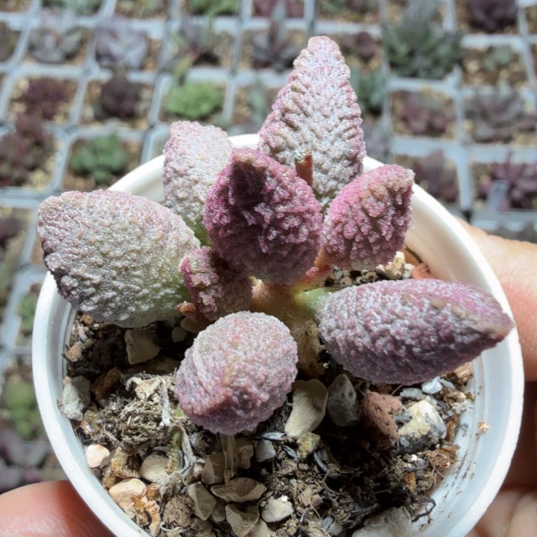 朱杂 满68包邮哦