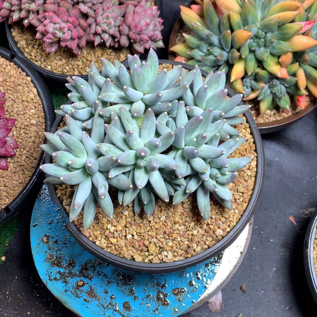 佩***吖哈哈哈哈哈哈哈哈哈哈哈