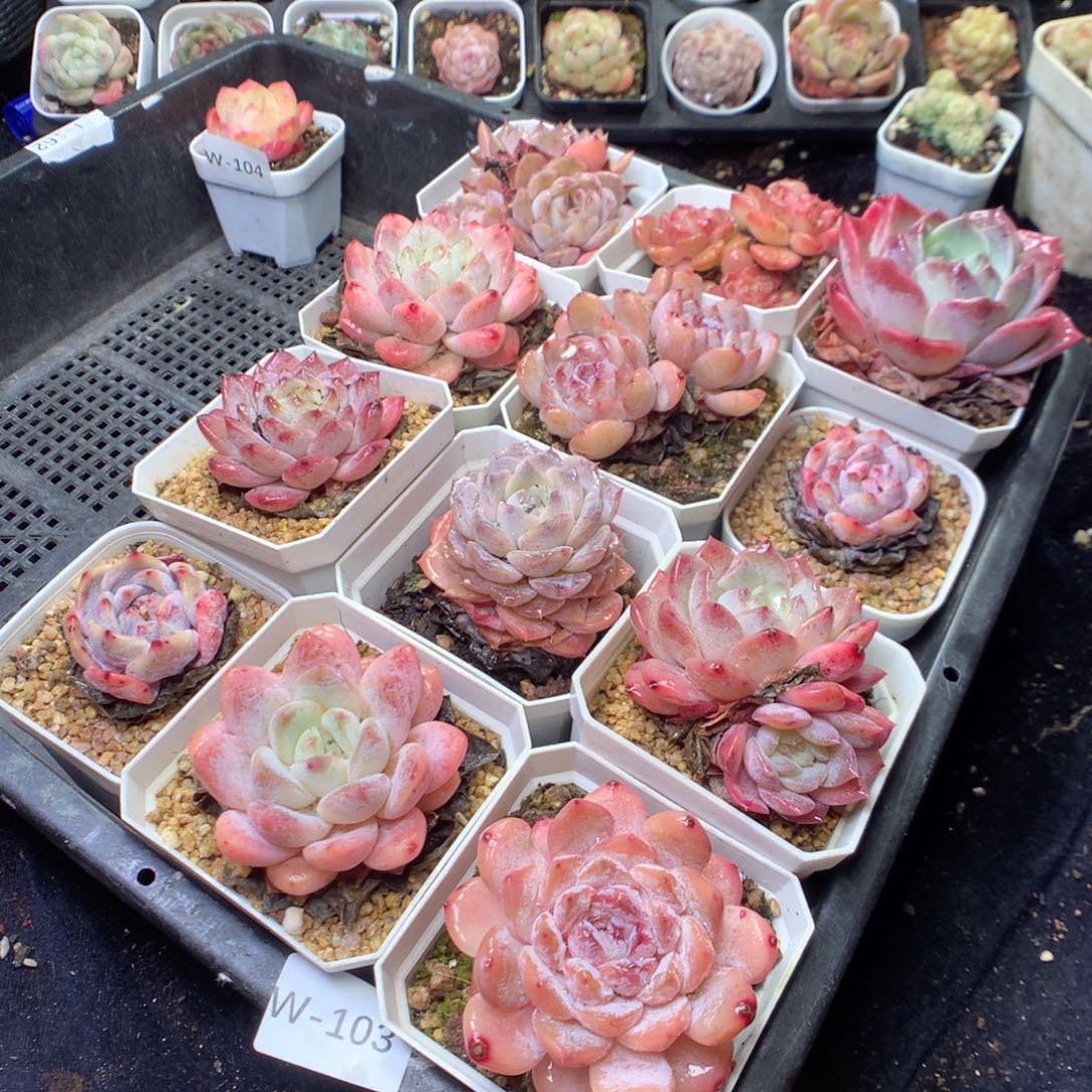 无花朵W103。yyyyyyyyy