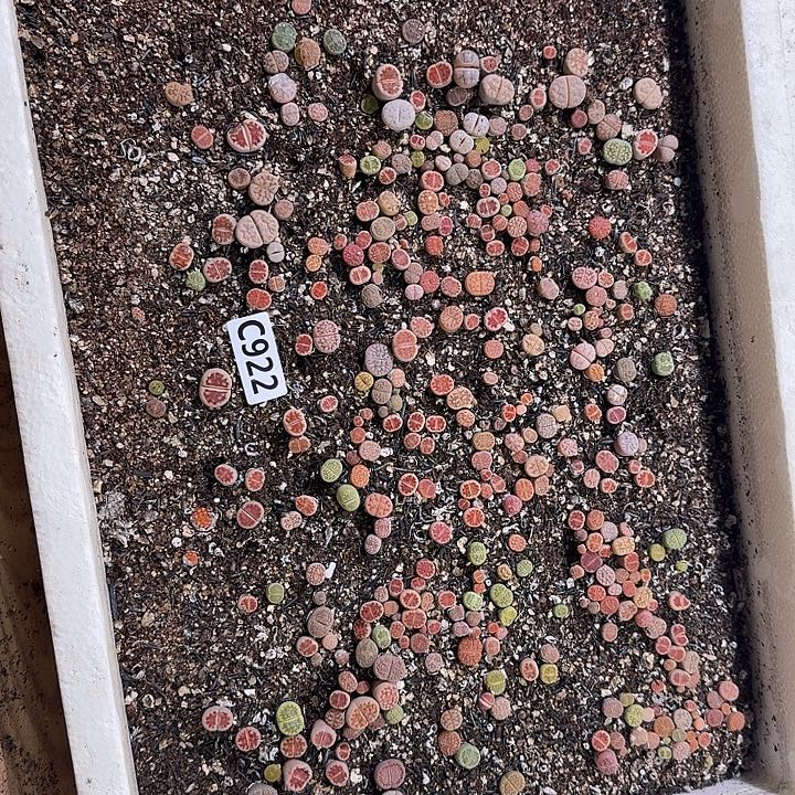 生922石花整框脱土发货不售后