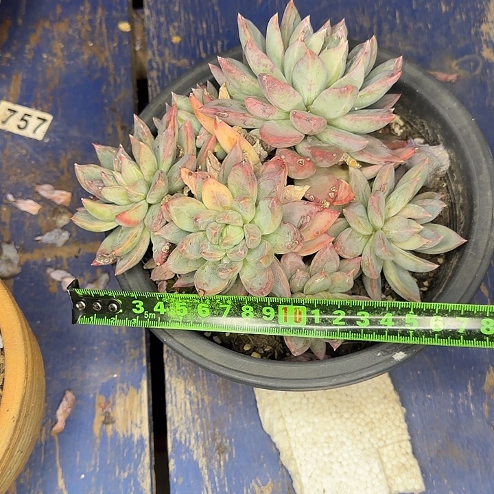 红蛋211 多肉植物一物一拍