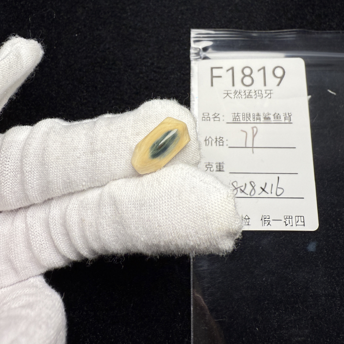 F1819天然猛犸象牙蓝眼蓝皮鲨鱼背蓝眼睛三通冰料8*8*16mm