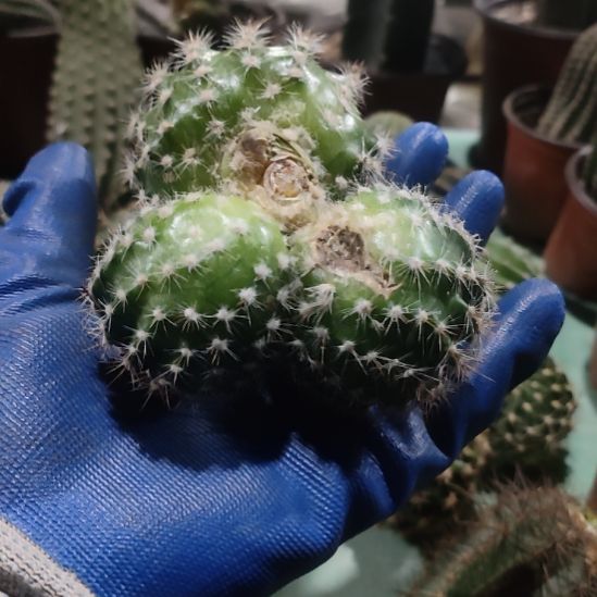 仙人球凤羽24号群微瑕