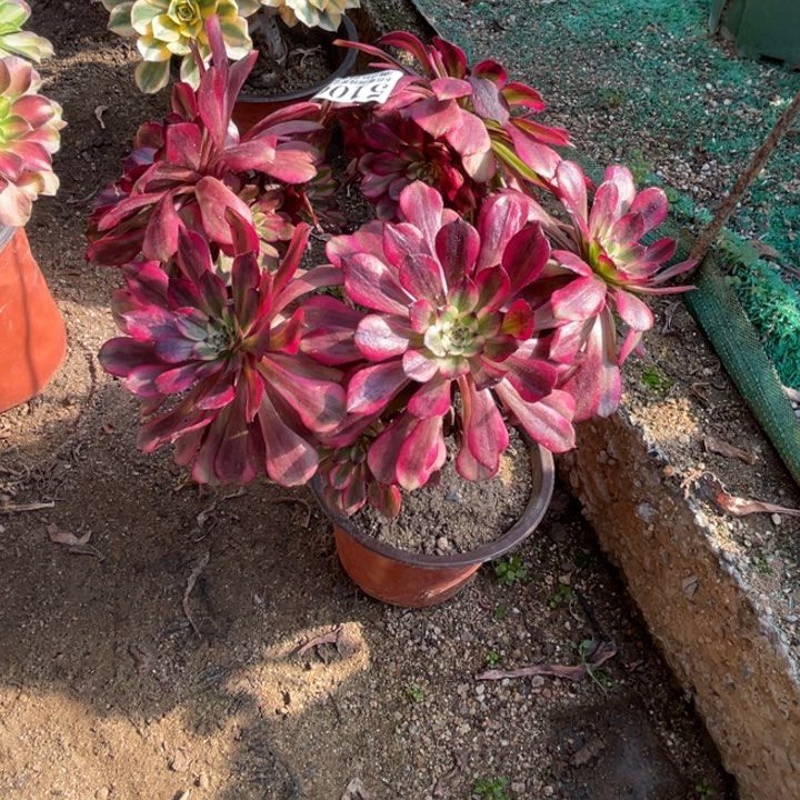 106号美姬多肉植物