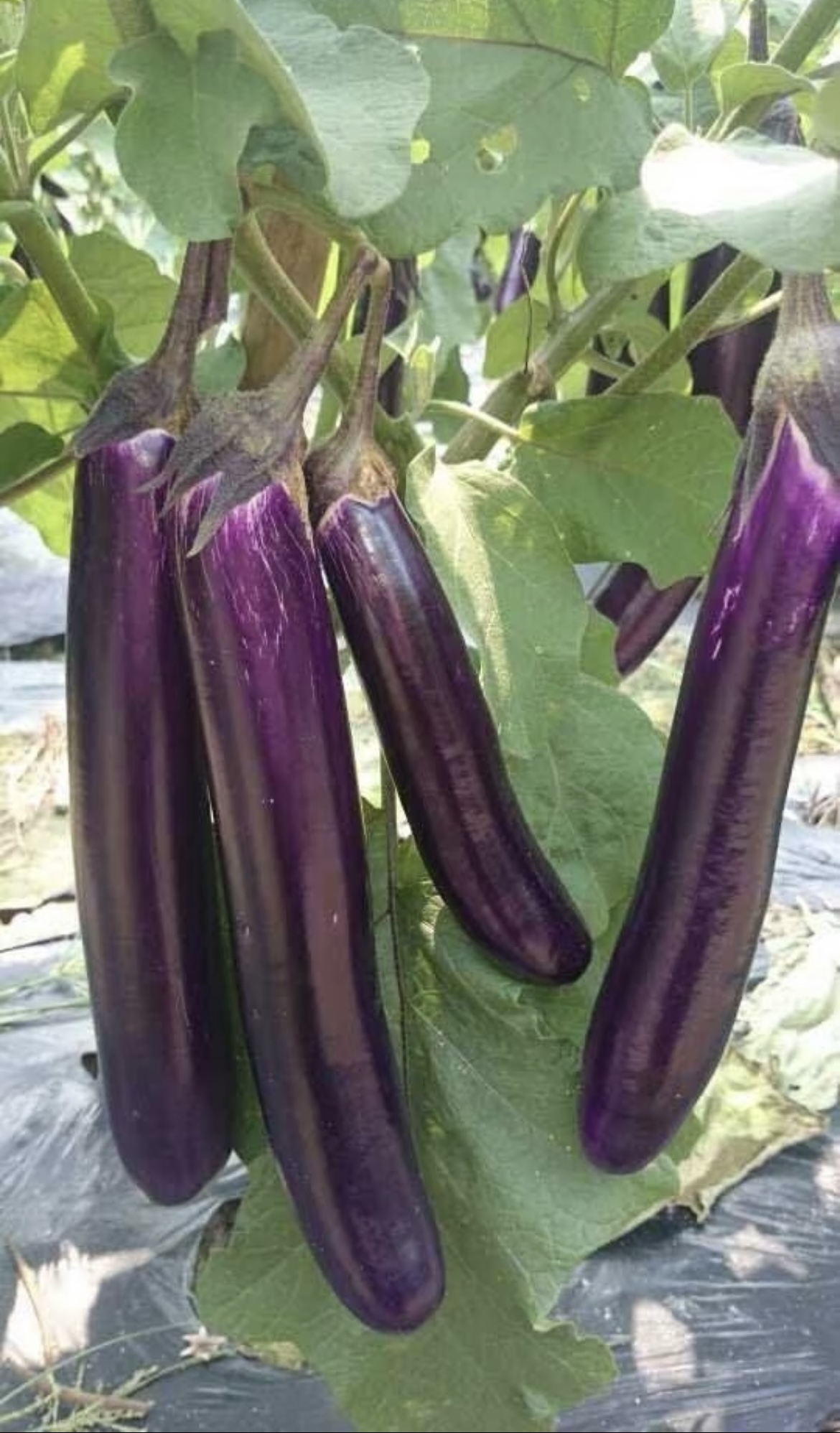 新鲜采摘有机茄子皮薄软糯肉嫩细滑可口时令蔬菜