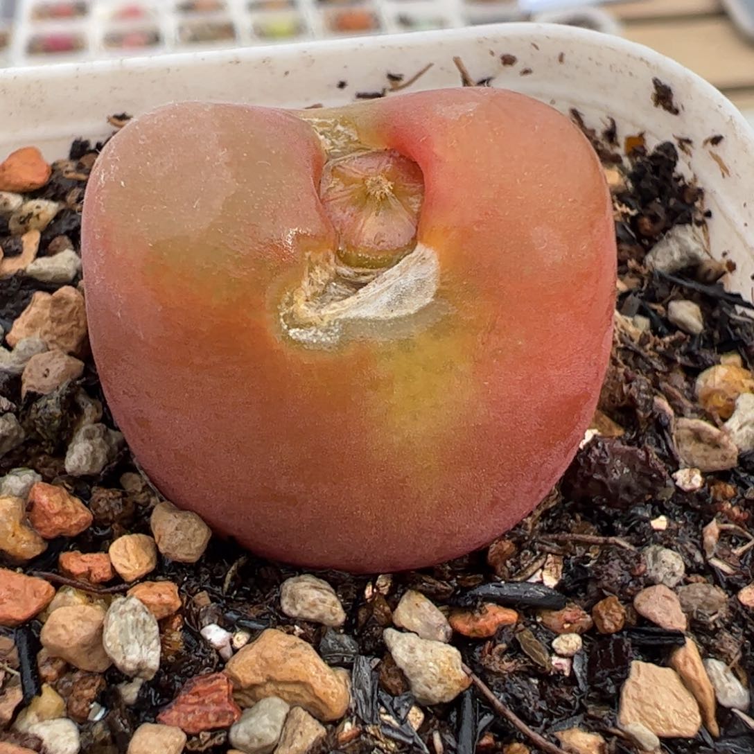 458多肉植物百科