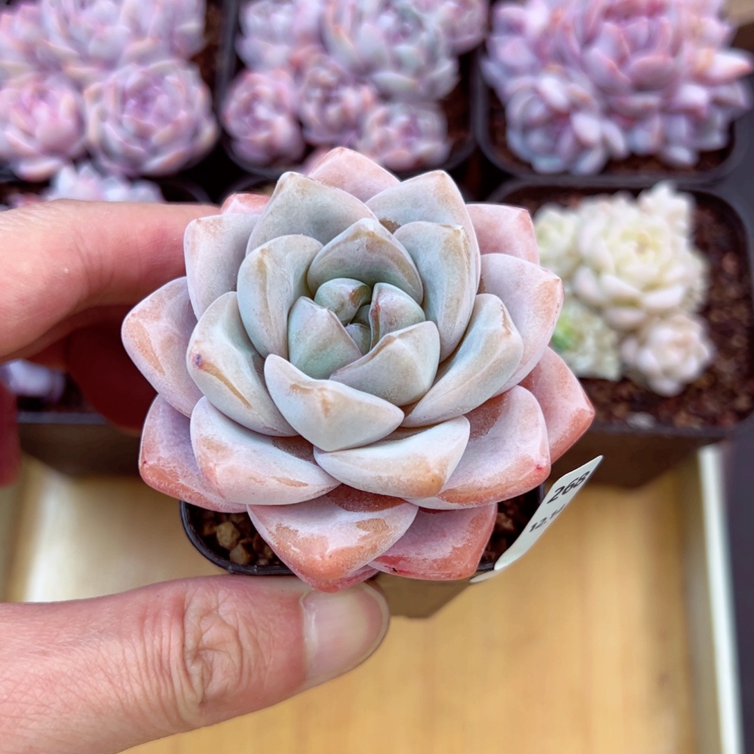 好好看268、哈哈哈哈哈