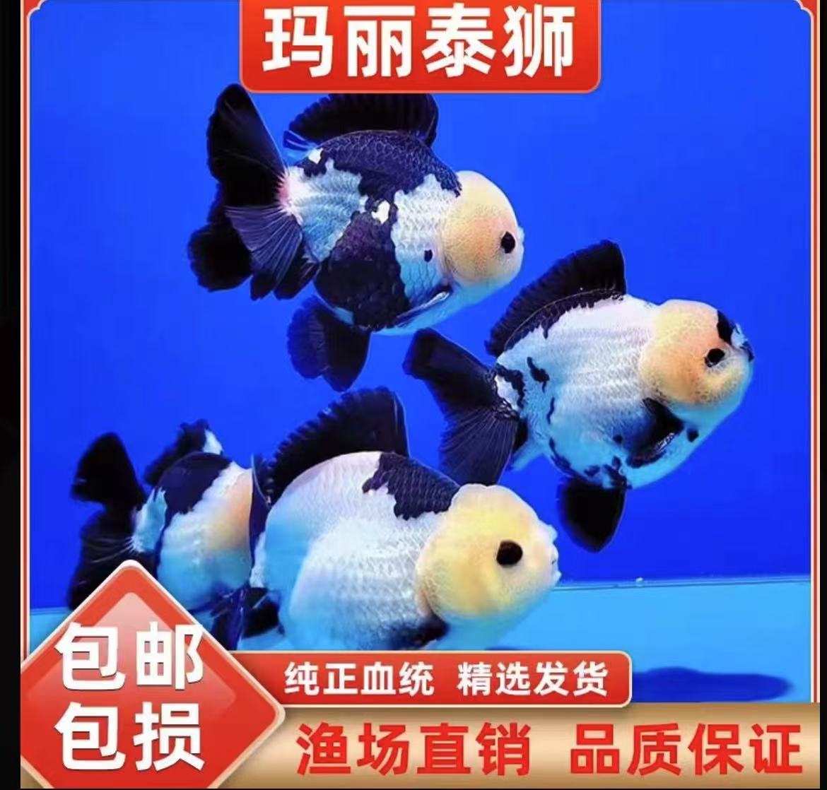 红牌选项1-50观赏鱼家养锦鲤泰狮兰寿鹤顶红鎏金