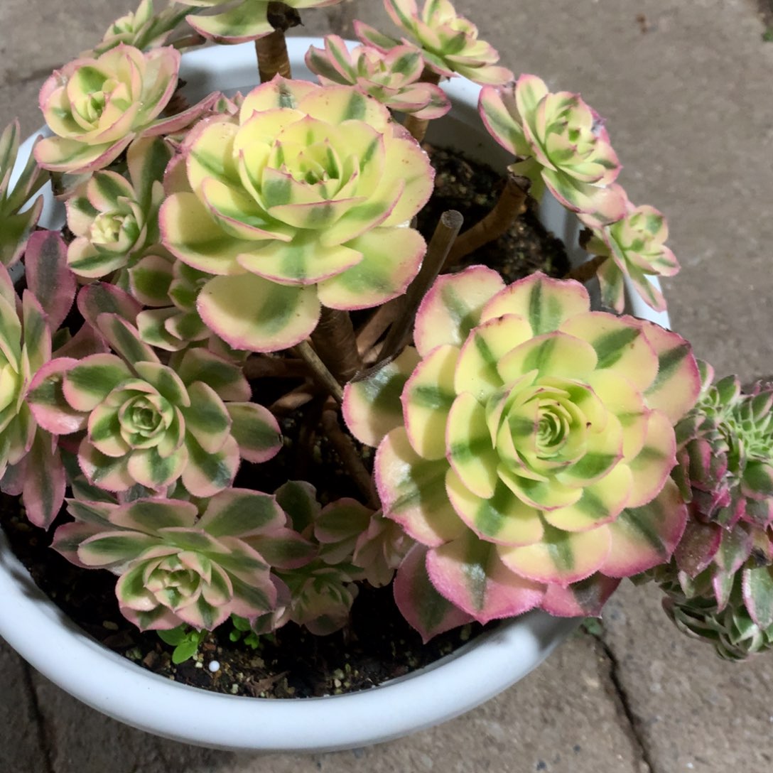 未央—坠化118福利一颗未*！