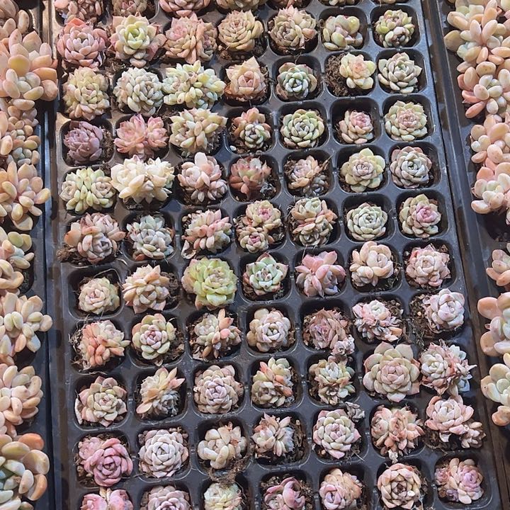 直播福利一物一拍582