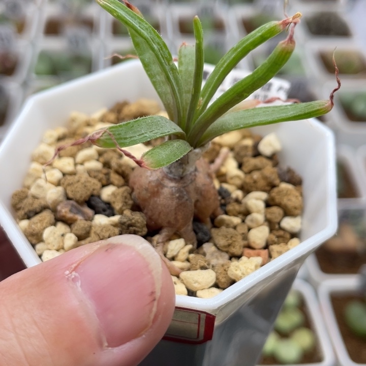 块根寿，562号……1111111