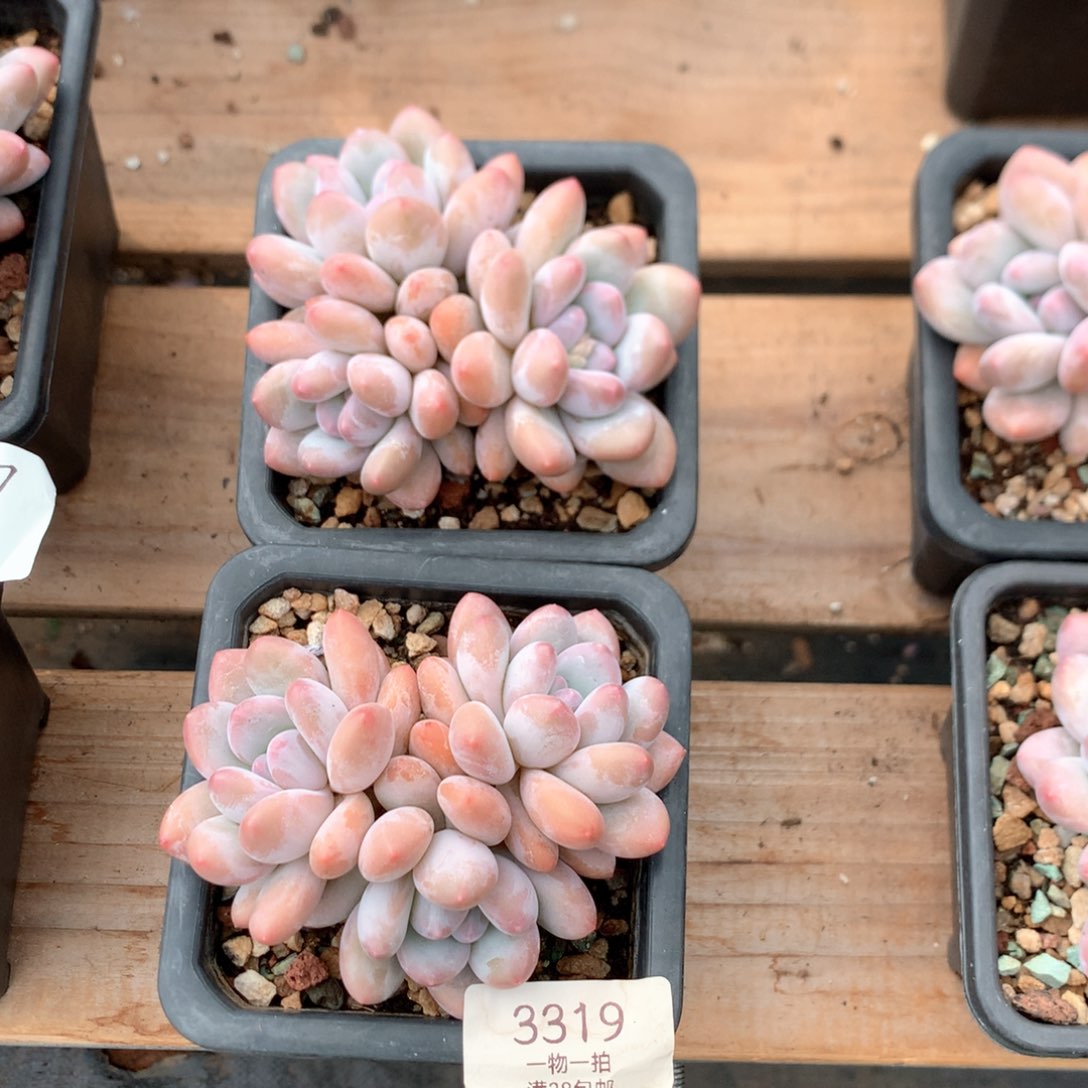 10厘米三头香水多肉两颗3319