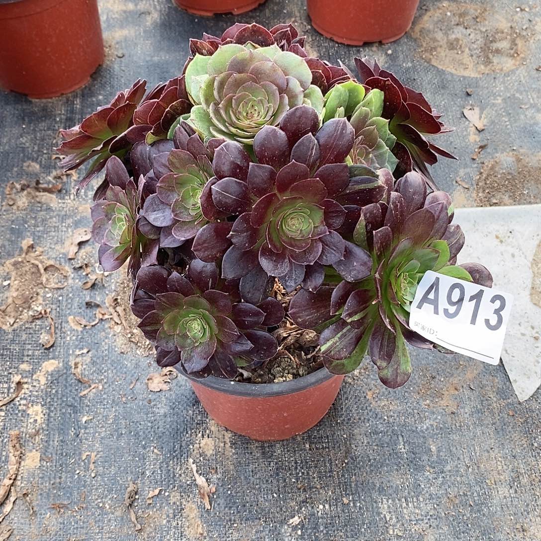 花花公子多肉法师913