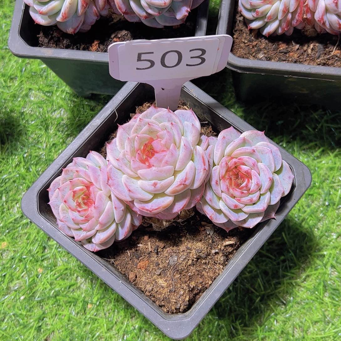 用****3503天鹅绒15.8元元