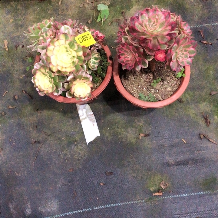 萌****海鲜云河多肉8930000000000