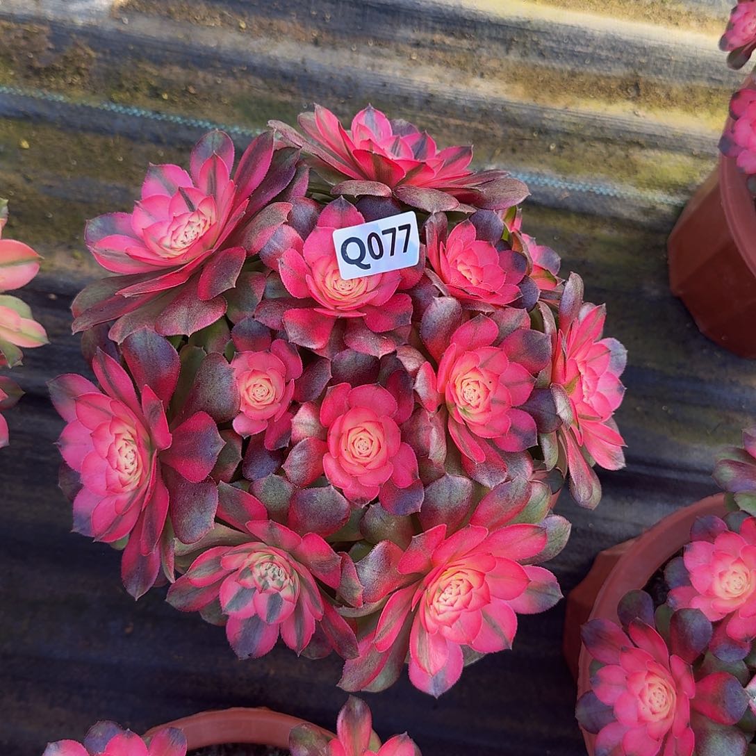 全部花朵吉*儿077荔枝丛林44冠服23.4左右