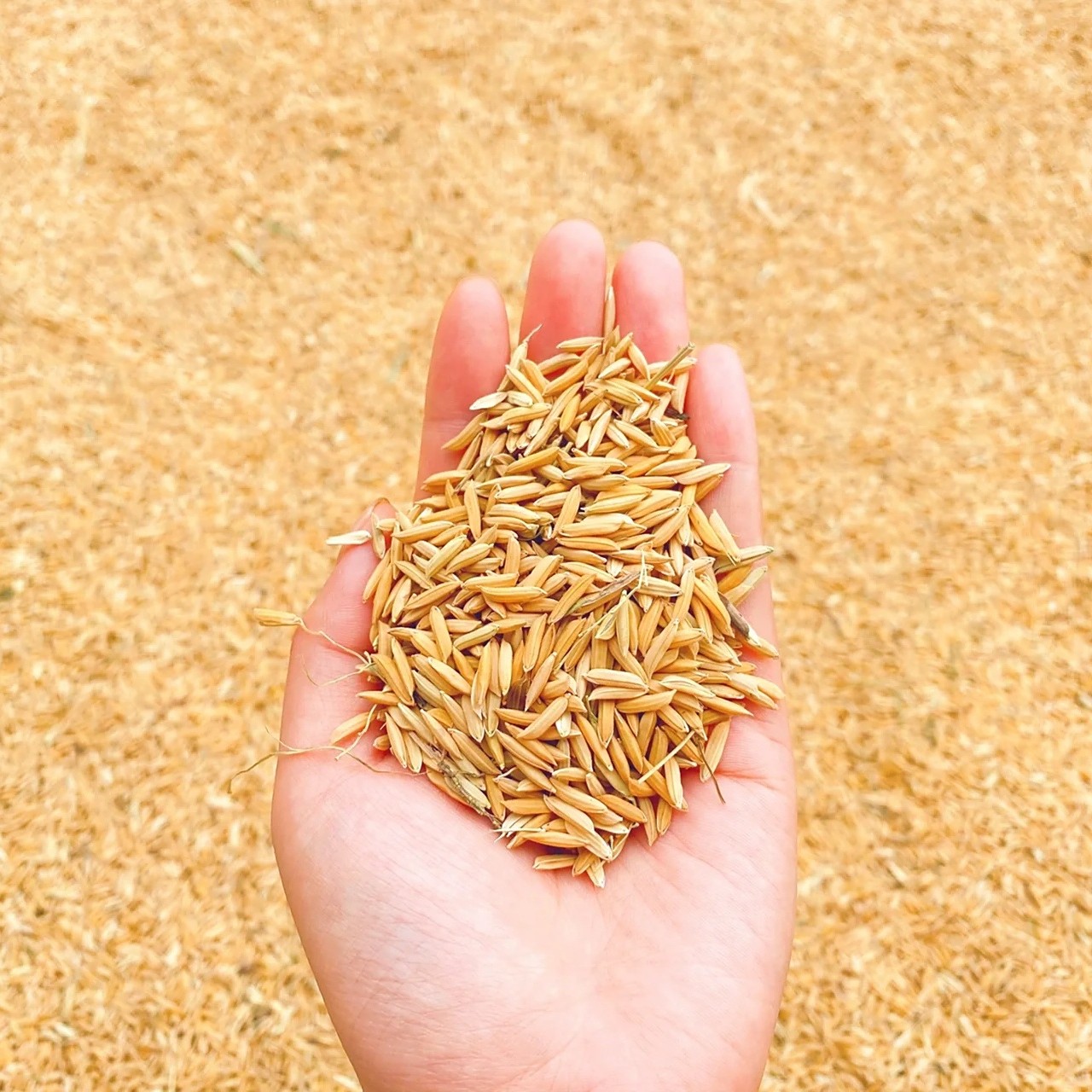 代售农家种植稻谷